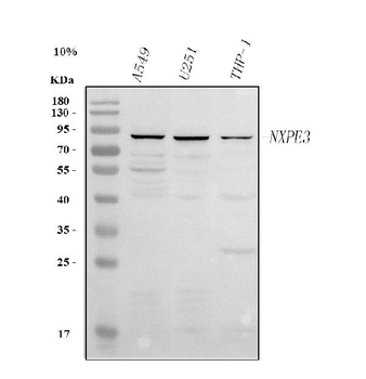 NXPE3 Rabbit Polyclonal Antibody