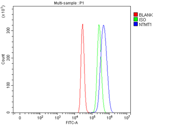METTL11A/NTMT1 Antibody