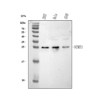 METTL11A/NTMT1 Antibody