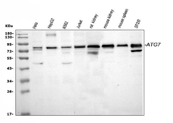 Apg7/ATG7 Rabbit Polyclonal Antibody