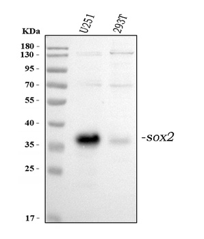 Transcription factor SOX-2 SOX2/SOX Rabbit Polyclonal Antibody