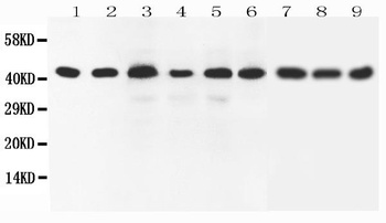 SOX7 Rabbit Polyclonal Antibody