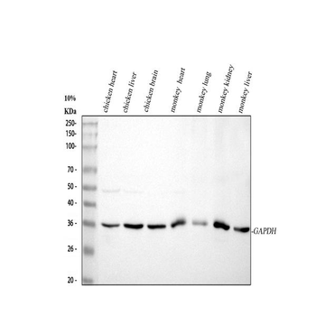GAPDH Rabbit Polyclonal Antibody (HRP)