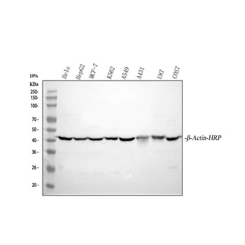 beta-Actin ACTB Rabbit Polyclonal Antibody (HRP)