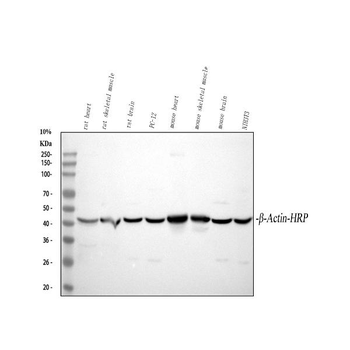 beta-Actin ACTB Rabbit Polyclonal Antibody (HRP)