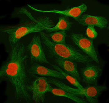 AHRR Antibody