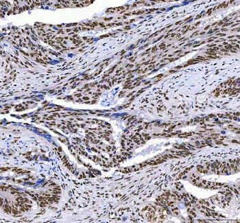 AHRR Antibody