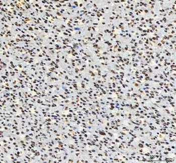 AHRR Antibody