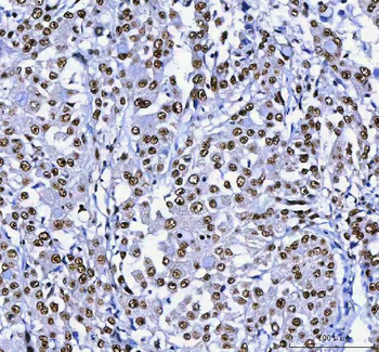 AHRR Antibody
