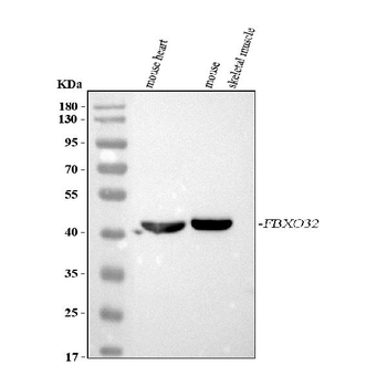 FBXO32 Antibody