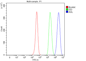 AGL Rabbit Polyclonal Antibody