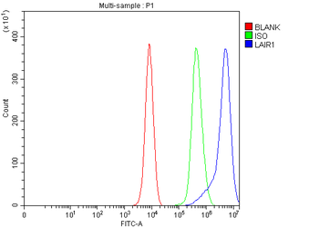 LAIR1 Rabbit Polyclonal Antibody