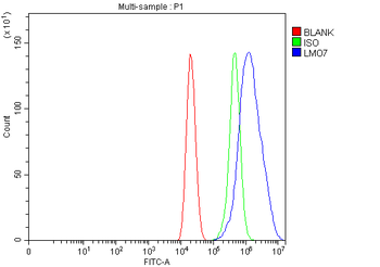 LMO7 Rabbit Polyclonal Antibody