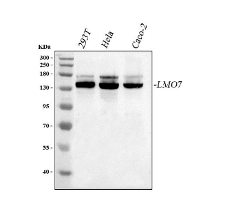 LMO7 Rabbit Polyclonal Antibody
