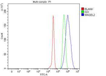 MAGEL2 Rabbit Polyclonal Antibody