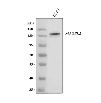MAGEL2 Rabbit Polyclonal Antibody