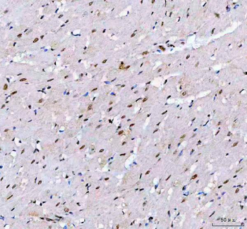 LEO1 Antibody