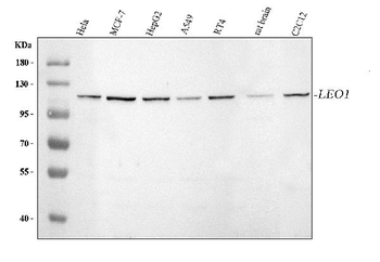 LEO1 Antibody