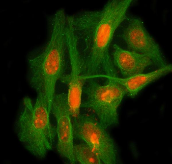 LEO1 Antibody