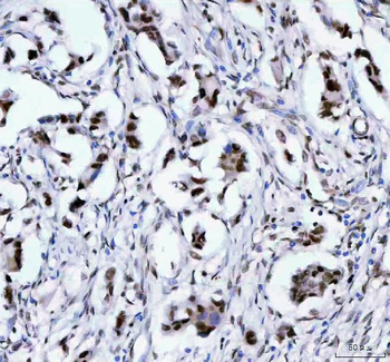 LEO1 Antibody