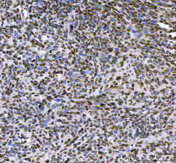 LEO1 Antibody