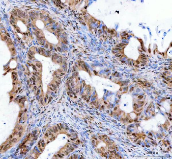 LEO1 Antibody