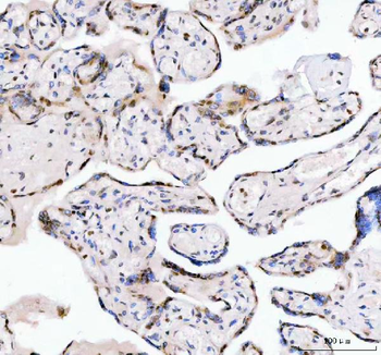 LEO1 Antibody