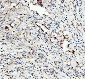 LEO1 Antibody