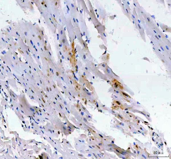 LEO1 Antibody