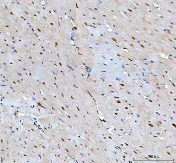LEO1 Antibody