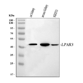 LPAR3 Rabbit Polyclonal Antibody