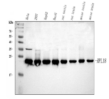 RPL18 Antibody