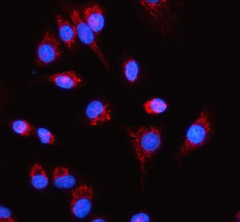 RPL18 Antibody
