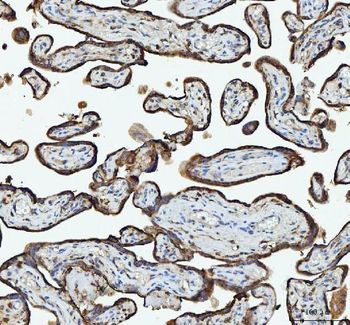 RPL18 Antibody