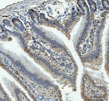 RPL18 Antibody