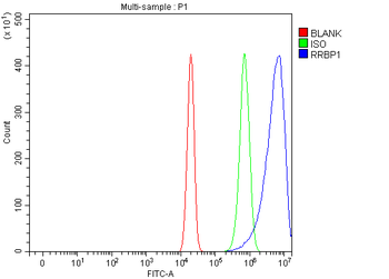 RRBP1 Rabbit Polyclonal Antibody