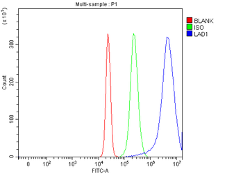 LAD1 Rabbit Polyclonal Antibody