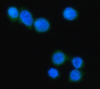 MZB1 Rabbit Polyclonal Antibody