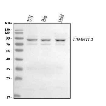 L3MBTL2 Rabbit Polyclonal Antibody