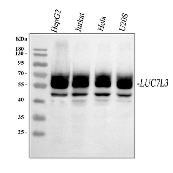 CROP/LUC7L3 Antibody