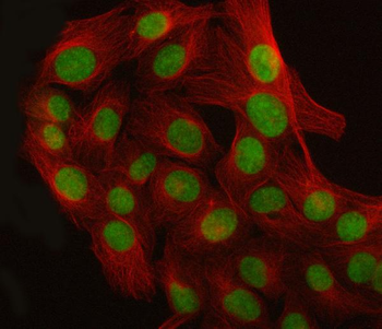 CROP/LUC7L3 Antibody