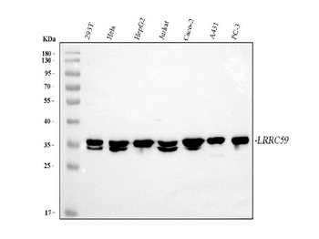 LRRC59 Rabbit Polyclonal Antibody