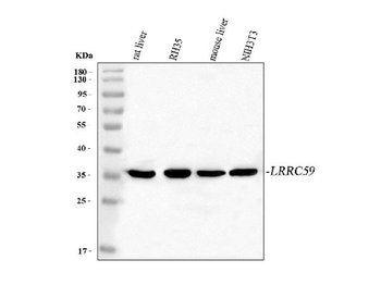 LRRC59 Rabbit Polyclonal Antibody