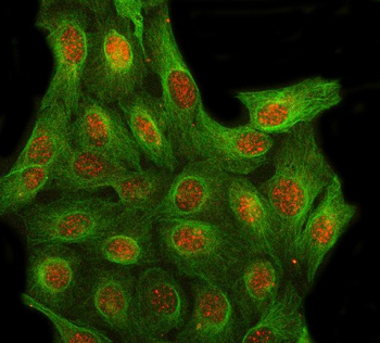 LRIT3 Rabbit Polyclonal Antibody