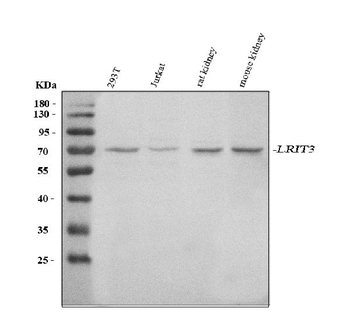 LRIT3 Rabbit Polyclonal Antibody