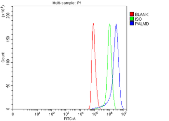 PALMD Rabbit Polyclonal Antibody