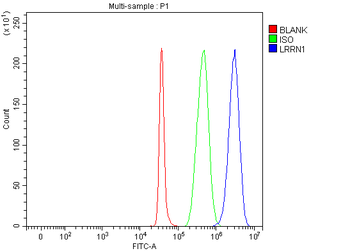 LRRN1 Rabbit Polyclonal Antibody