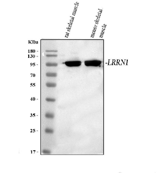 LRRN1 Rabbit Polyclonal Antibody