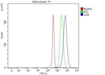 LGI4 Antibody