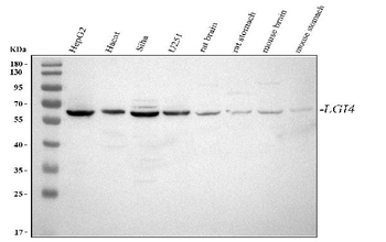 LGI4 Antibody